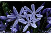 Fleur agapanthe bleue