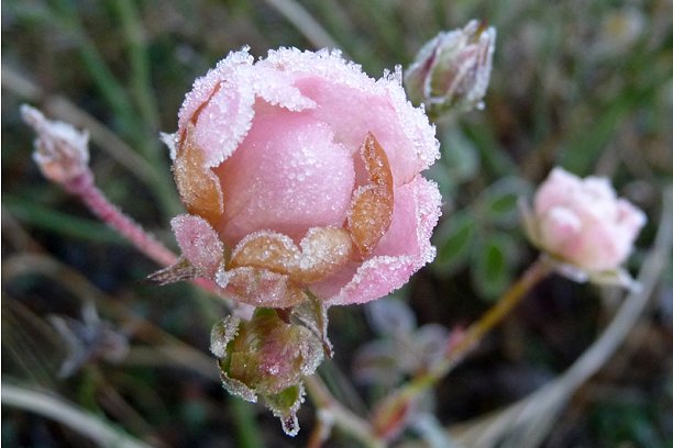 jardin en hiver