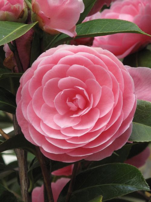 fleur de camelia