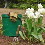 jardin au printemps : tulipes